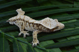 White Spot Red Extreme Harlequin Crested Gecko