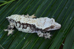 Extreme Harlequin Crested Gecko