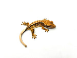 Creamy Extreme Harlequin Crested Gecko