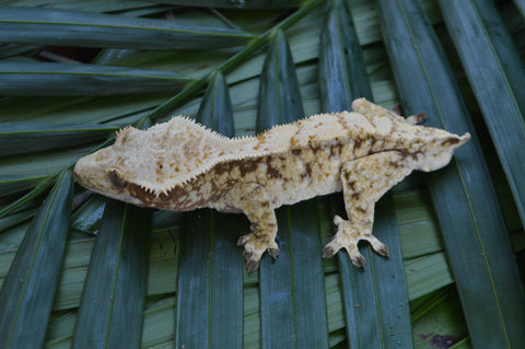 White Spot Red Extreme Harlequin Crested Gecko