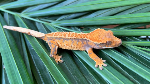 Extreme Harlequin Pinstripe Whiteout Crested Gecko (CRAZY COLOR)