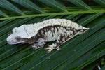 Extreme Harlequin Crested Gecko