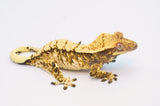 Extreme Harlequin Crested Gecko