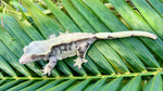Extreme Harlequin Crested Gecko