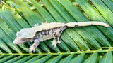 Extreme Harlequin Crested Gecko