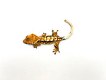Creamy Extreme Harlequin Crested Gecko