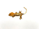 Creamy Extreme Harlequin Crested Gecko