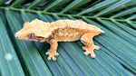 High Coverage Extreme Harlequin Crested Gecko