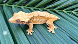 High Coverage Extreme Harlequin Crested Gecko