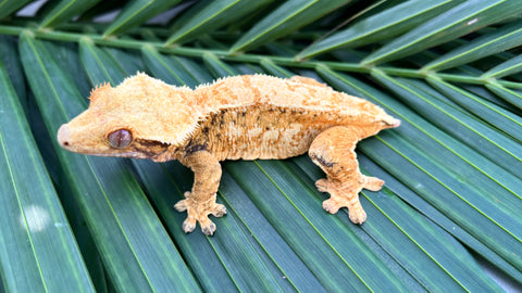 High Coverage Extreme Harlequin Crested Gecko