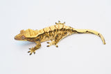 Extreme Harlequin Crested Gecko