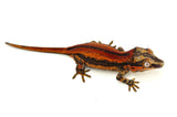 Red Striped Gargoyle Gecko (Eyebrows) Mr.Perfect HOLDBACK