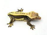 Perfect Whitewall Superstripe Crested Gecko