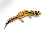 Bold Tangerine Leopard Gecko Female