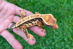 Tricolor Harlequin Whiteout Pinstripe Crested Gecko