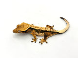 Whitewall Pinstripe Crested Gecko