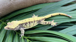 Whiteout Harlequin Crested Gecko "Rowdy"