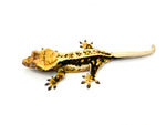 Dark Whiteout Pinstripe Crested Gecko