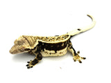 Thick Pinstripe Crested Gecko (Pos het EB)