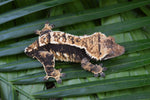 Harlequin Pinstripe Crested Gecko