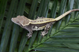 Dark Whiteout Emptyback Pinstripe Crested Gecko