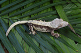 Drippy Harlequin Pinstripe Crested Gecko (Gravid?)