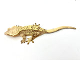Yellow Partial Pinstripe Crested Gecko (Citrus Line)