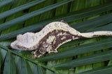 Drippy Harlequin Pinstripe Crested Gecko (Gravid?)