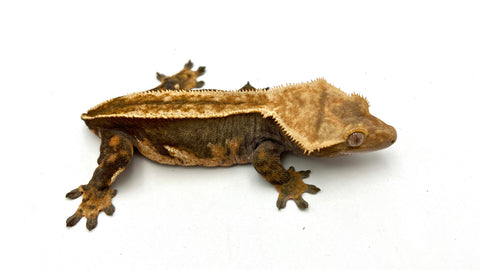 Pinstripe Crested Gecko (Pos het EB)