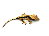 Whitewall Pinstripe Crested Gecko