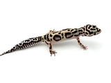 Extreme Bold Leopard Gecko Female