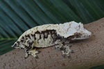 Extreme Harlequin Crested Gecko