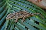 Adult Female Aberrant Striped Gargoyle Gecko