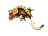 Dark Harlequin Crested Gecko