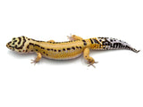 Bold Tangerine Leopard Gecko Female
