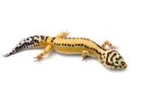 Bold Tangerine Leopard Gecko Female