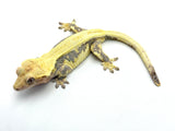 Lavender Lilly White Crested Gecko (LWF1)