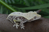 Lilly White Crested Gecko