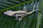 Lavender & Cream Quadstripe Crested Gecko (Gravid)