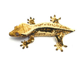 NICE Cream Tricolor Quadstripe Crested Gecko