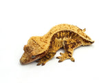 Drippy Red Harlequin Pinstripe Crested Gecko