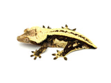 Superstripe Crested Gecko