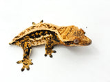 Tricolor Whiteout Harlequin Pinstripe Crested Gecko