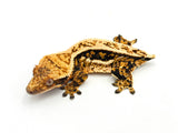 Tricolor Whiteout Harlequin Pinstripe Crested Gecko