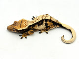 Whitewall Harlequin Crested Gecko