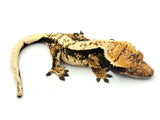 Whitewall Harlequin Crested Gecko