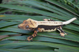 Whitewall Superstripe Crested Gecko