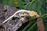 Lilly White Crested Gecko