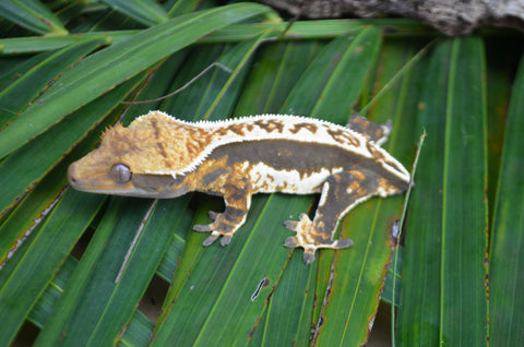 Whitewall Tricolor Pinstripe Crested Gecko