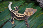 Tangerine Whiteout Emptyback Pinstripe Crested Gecko (BlackJack offspring)